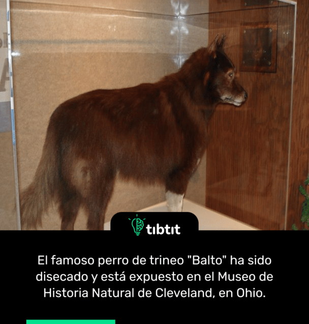 El famoso perro de trineo "Balto" ha sido disecado y está expuesto en el Museo de Historia Natural de Cleveland, en Ohio.