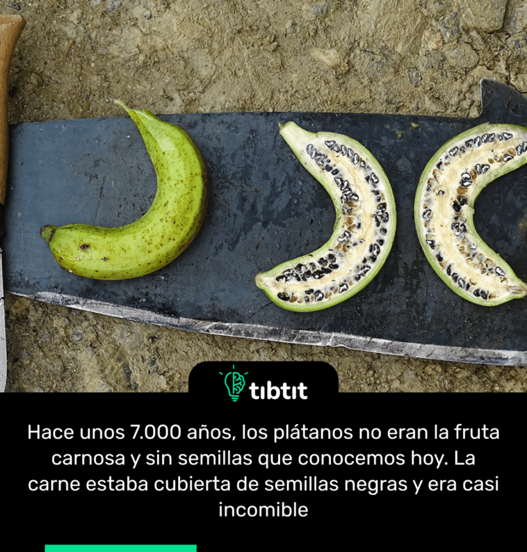 Hace unos 7.000 años, los plátanos no eran la fruta carnosa y sin semillas que conocemos hoy. La carne estaba cubierta de semillas negras y era casi incomible