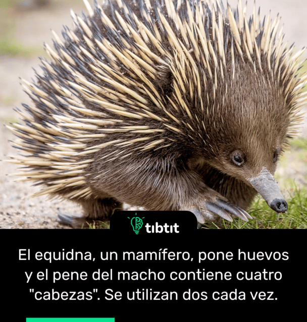 El equidna, un mamífero, pone huevos y el pene del macho contiene cuatro "cabezas". Se utilizan dos cada vez.