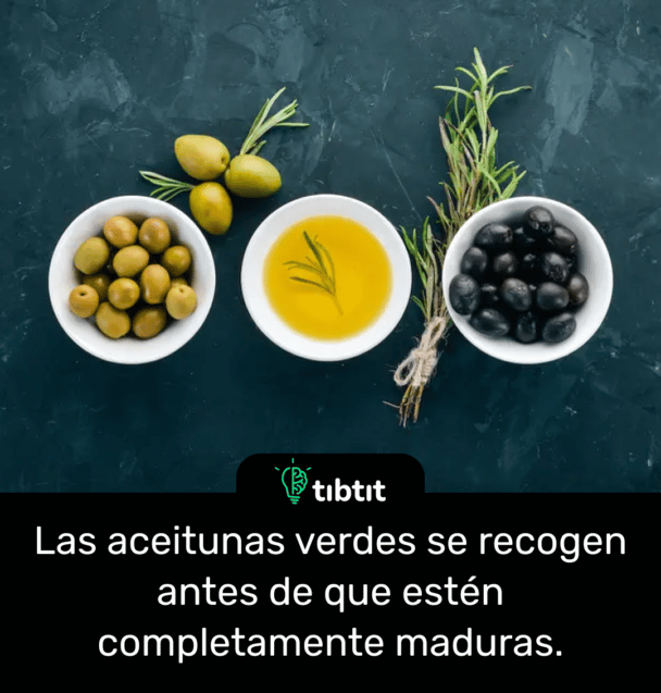 Las aceitunas verdes se recogen antes de que estén completamente maduras.