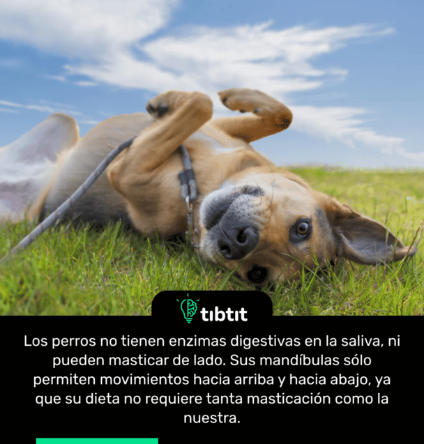 Los perros no tienen enzimas digestivas en la saliva, ni pueden masticar de lado. Sus mandíbulas sólo permiten movimientos hacia arriba y hacia abajo, ya que su dieta no requiere tanta masticación como la nuestra.