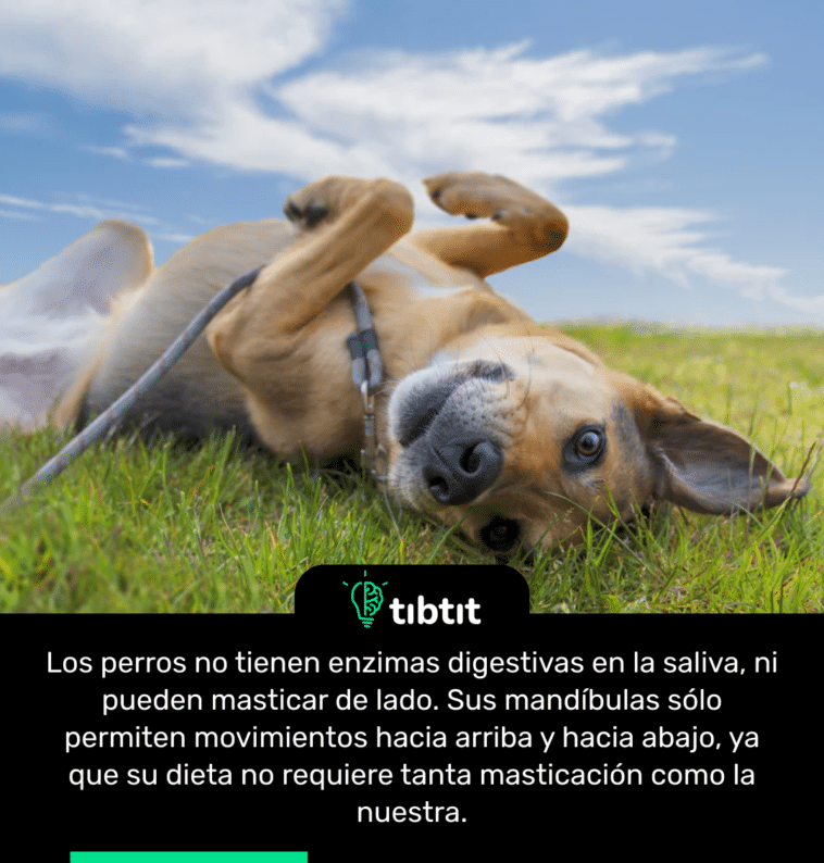 Los perros no tienen enzimas digestivas en la saliva, ni pueden masticar de lado. Sus mandíbulas sólo permiten movimientos hacia arriba y hacia abajo, ya que su dieta no requiere tanta masticación como la nuestra.