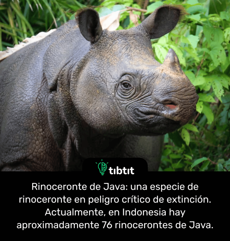 Rinoceronte de Java: una especie de rinoceronte en peligro crítico de extinción. Actualmente, en Indonesia hay aproximadamente 76 rinocerontes de Java.