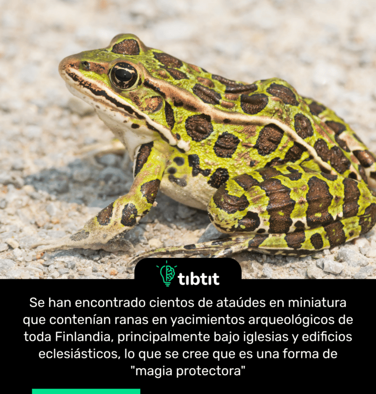 Se han encontrado cientos de ataúdes en miniatura que contenían ranas en yacimientos arqueológicos de toda Finlandia, principalmente bajo iglesias y edificios eclesiásticos, lo que se cree que es una forma de "magia protectora"
