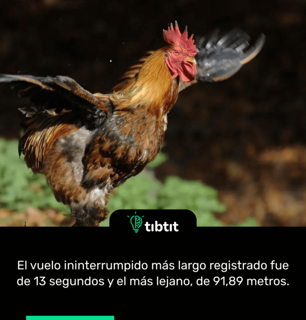 El vuelo ininterrumpido más largo registrado fue de 13 segundos y el más lejano, de 91,89 metros.