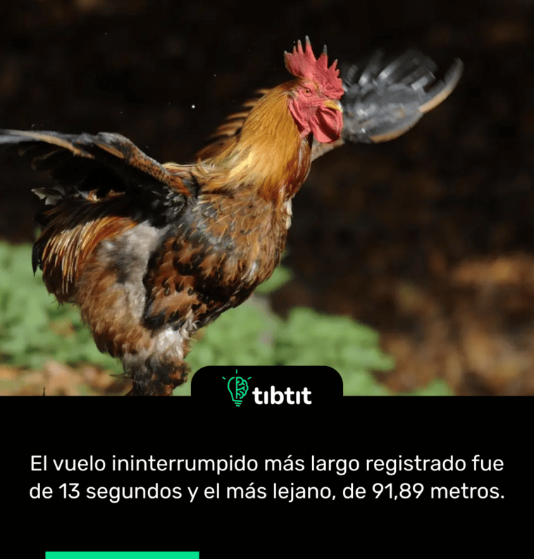 El vuelo ininterrumpido más largo registrado fue de 13 segundos y el más lejano, de 91,89 metros.