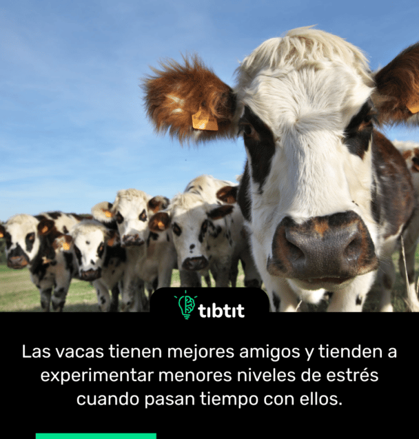 Las vacas tienen mejores amigos y tienden a experimentar menores niveles de estrés cuando pasan tiempo con ellos.