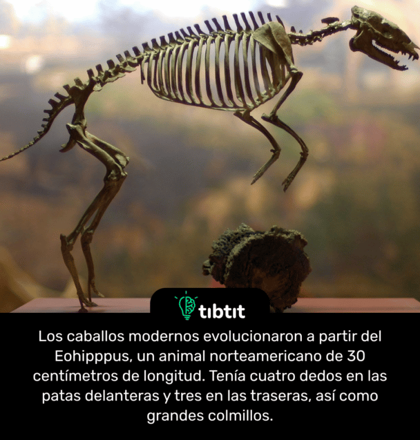 Los caballos modernos evolucionaron a partir del Eohipppus, un animal norteamericano de 30 centímetros de longitud. Tenía cuatro dedos en las patas delanteras y tres en las traseras, así como grandes colmillos.