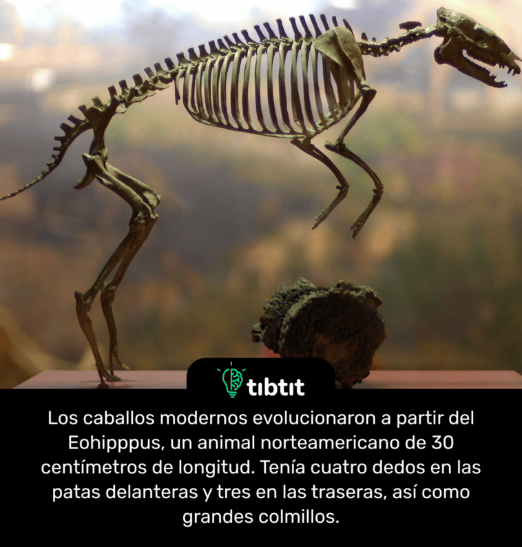 Los caballos modernos evolucionaron a partir del Eohipppus, un animal norteamericano de 30 centímetros de longitud. Tenía cuatro dedos en las patas delanteras y tres en las traseras, así como grandes colmillos.