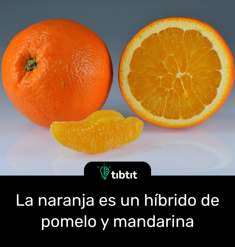 La naranja es un híbrido de pomelo y mandarina