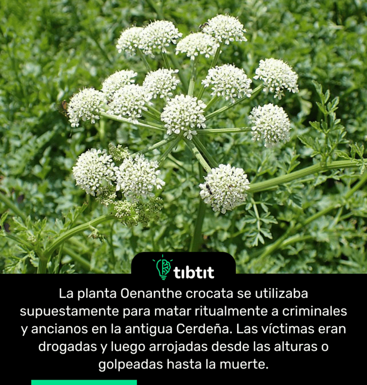 La planta Oenanthe crocata se utilizaba supuestamente para matar ritualmente a criminales y ancianos en la antigua Cerdeña. Las víctimas eran drogadas y luego arrojadas desde las alturas o golpeadas hasta la muerte.