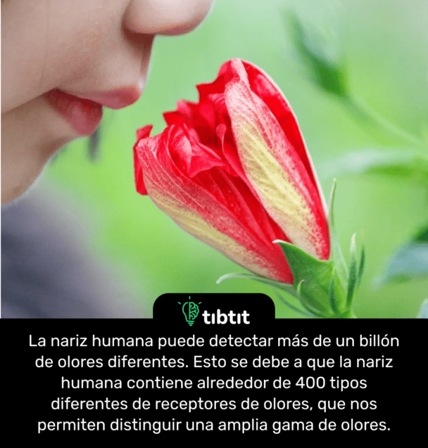La nariz humana puede detectar más de un billón de olores diferentes. Esto se debe a que la nariz humana contiene alrededor de 400 tipos diferentes de receptores de olores, que nos permiten distinguir una amplia gama de olores.