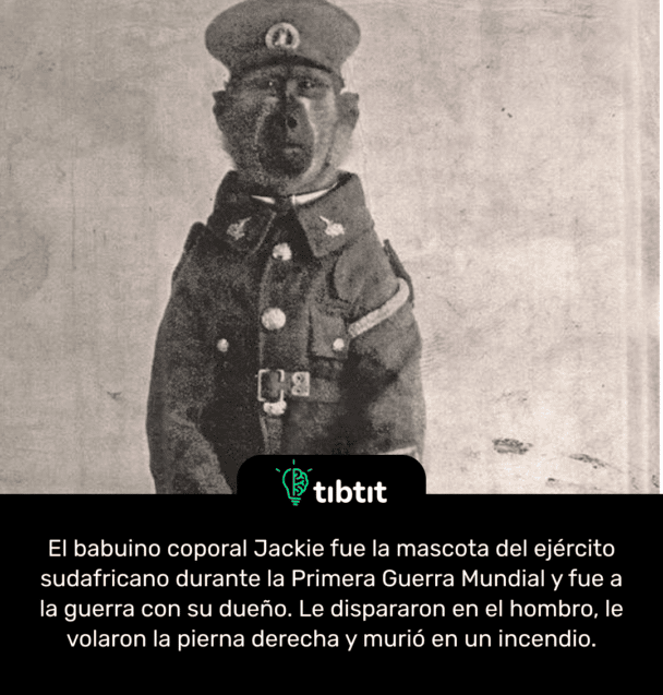 El babuino coporal Jackie fue la mascota del ejército sudafricano durante la Primera Guerra Mundial y fue a la guerra con su dueño. Le dispararon en el hombro, le volaron la pierna derecha y murió en un incendio.
