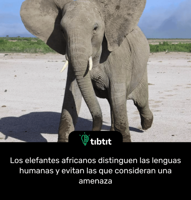 Los elefantes africanos distinguen las lenguas humanas y evitan las que consideran una amenaza