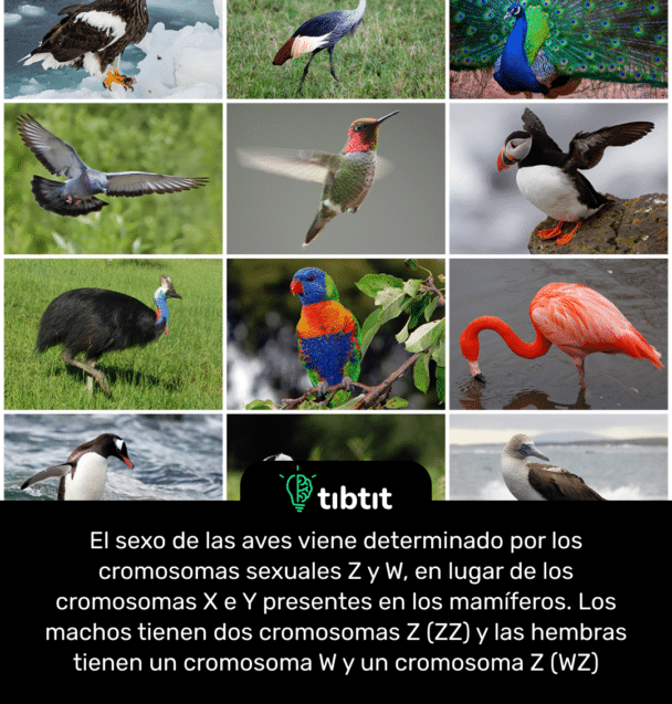 El sexo de las aves viene determinado por los cromosomas sexuales Z y W, en lugar de los cromosomas X e Y presentes en los mamíferos. Los machos tienen dos cromosomas Z (ZZ) y las hembras tienen un cromosoma W y un cromosoma Z (WZ)