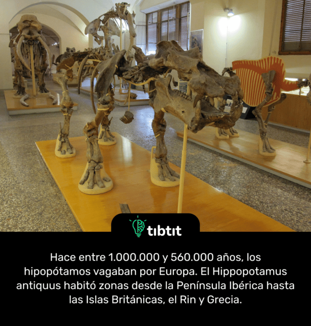 Hace entre 1.000.000 y 560.000 años, los hipopótamos vagaban por Europa. El Hippopotamus antiquus habitó zonas desde la Península Ibérica hasta las Islas Británicas, el Rin y Grecia.