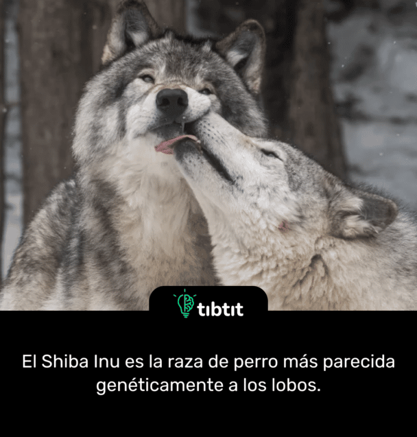 El Shiba Inu es la raza de perro más parecida genéticamente a los lobos.