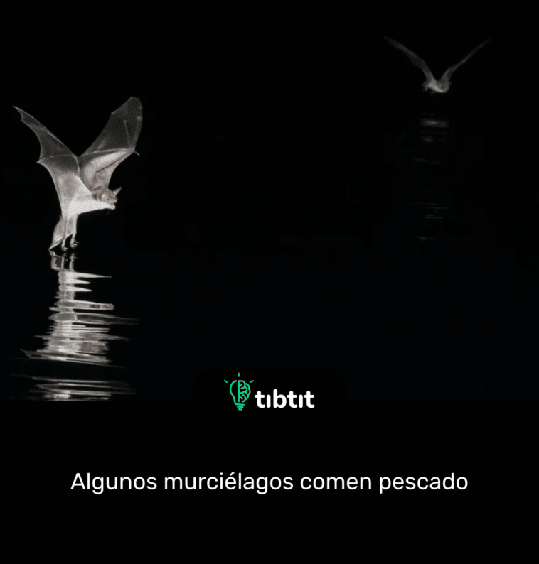Algunos murciélagos comen pescado