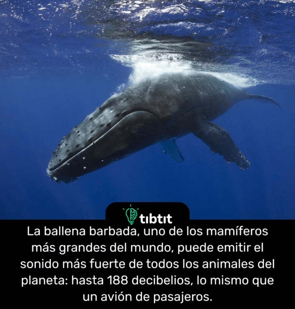 La ballena barbada, uno de los mamíferos más grandes del mundo, puede emitir el sonido más fuerte de todos los animales del planeta: hasta 188 decibelios, lo mismo que un avión de pasajeros.