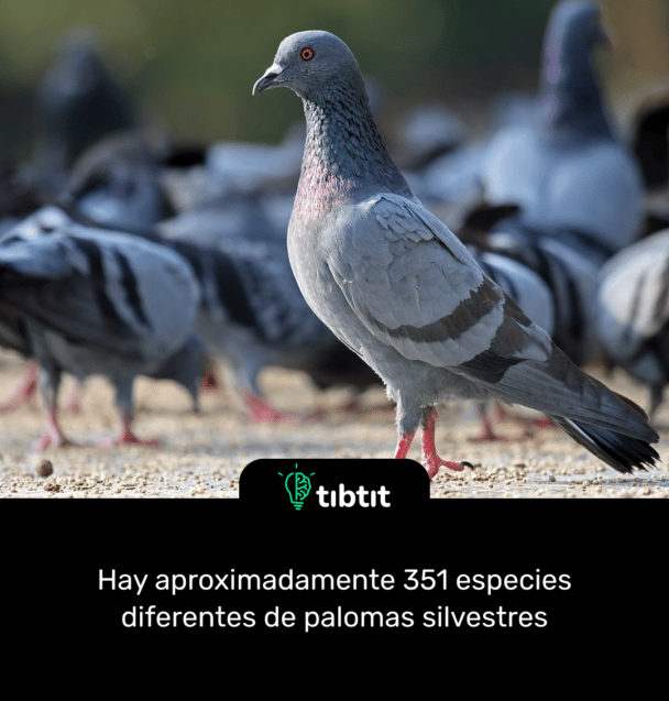 Hay aproximadamente 351 especies diferentes de palomas silvestres