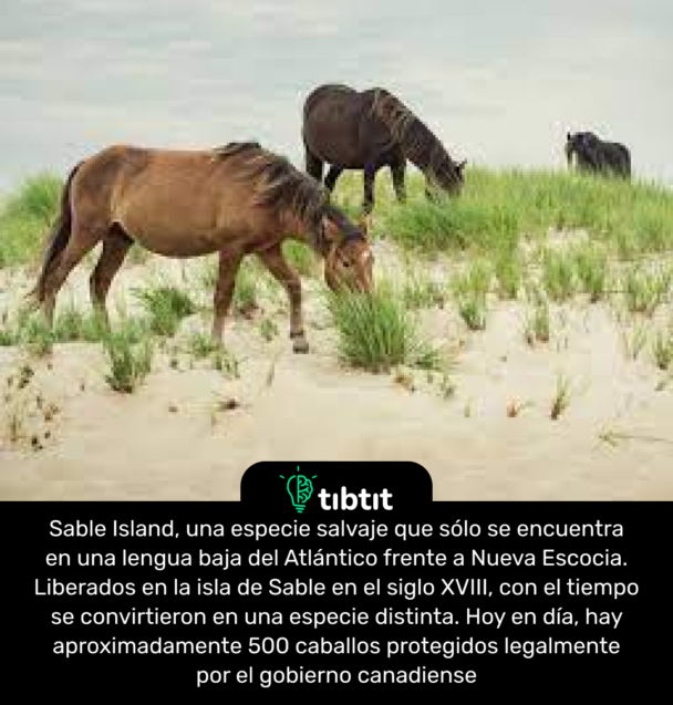 Sable Island, una especie salvaje que sólo se encuentra en una lengua baja del Atlántico frente a Nueva Escocia. Liberados en la isla de Sable en el siglo XVIII, con el tiempo se convirtieron en una especie distinta. Hoy en día, hay aproximadamente 500 caballos protegidos legalmente por el gobierno canadiense