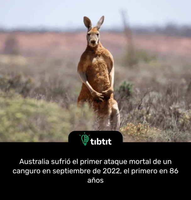 Australia sufrió el primer ataque mortal de un canguro en septiembre de 2022, el primero en 86 años