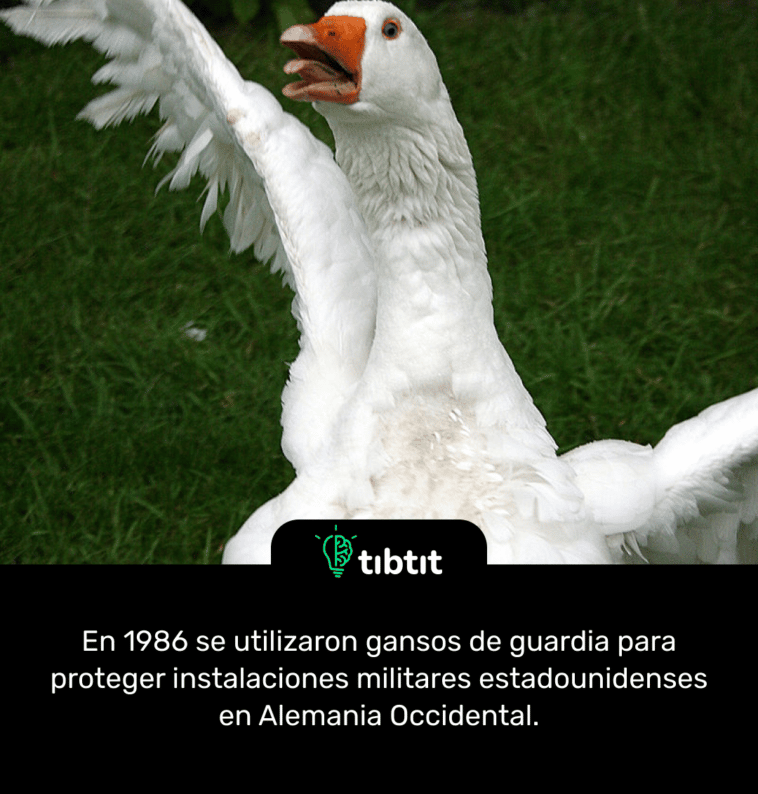 En 1986 se utilizaron gansos de guardia para proteger instalaciones militares estadounidenses en Alemania Occidental.