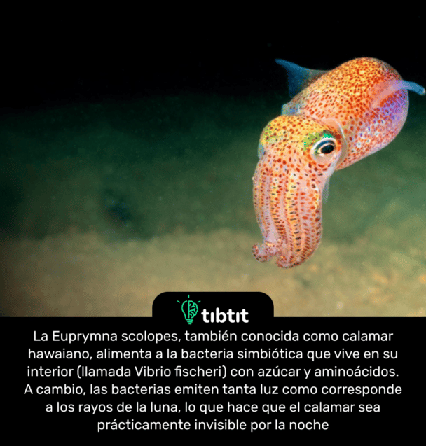 La Euprymna scolopes, también conocida como calamar hawaiano, alimenta a la bacteria simbiótica que vive en su interior (llamada Vibrio fischeri) con azúcar y aminoácidos. A cambio, las bacterias emiten tanta luz como corresponde a los rayos de la luna, lo que hace que el calamar sea prácticamente invisible por la noche