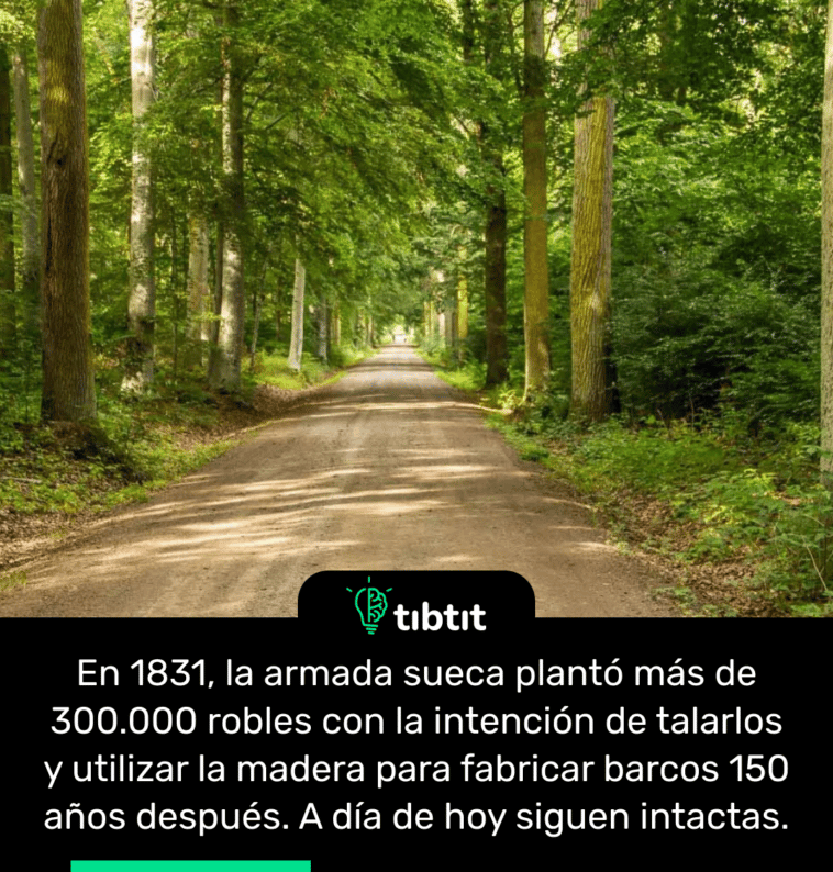En 1831, la armada sueca plantó más de 300.000 robles con la intención de talarlos y utilizar la madera para fabricar barcos 150 años después. A día de hoy siguen intactas.