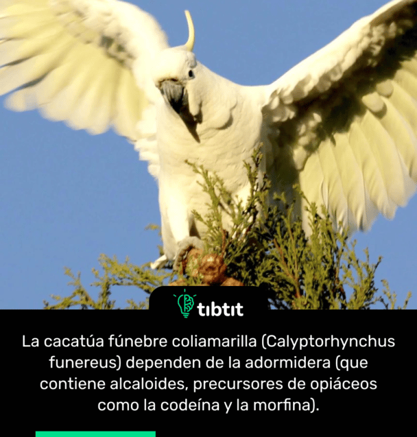 La cacatúa fúnebre coliamarilla​ (Calyptorhynchus funereus) dependen de la adormidera (que contiene alcaloides, precursores de opiáceos como la codeína y la morfina).