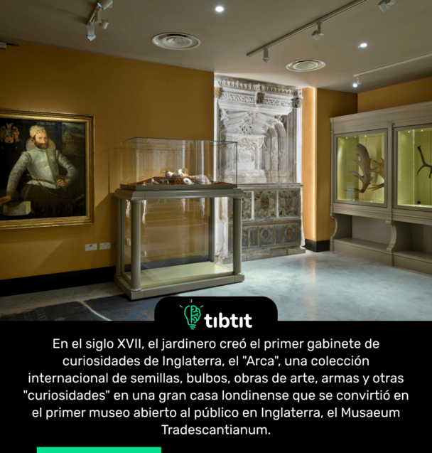 En el siglo XVII, el jardinero creó el primer gabinete de curiosidades de Inglaterra, el "Arca", una colección internacional de semillas, bulbos, obras de arte, armas y otras "curiosidades" en una gran casa londinense que se convirtió en el primer museo abierto al público en Inglaterra, el Musaeum Tradescantianum.