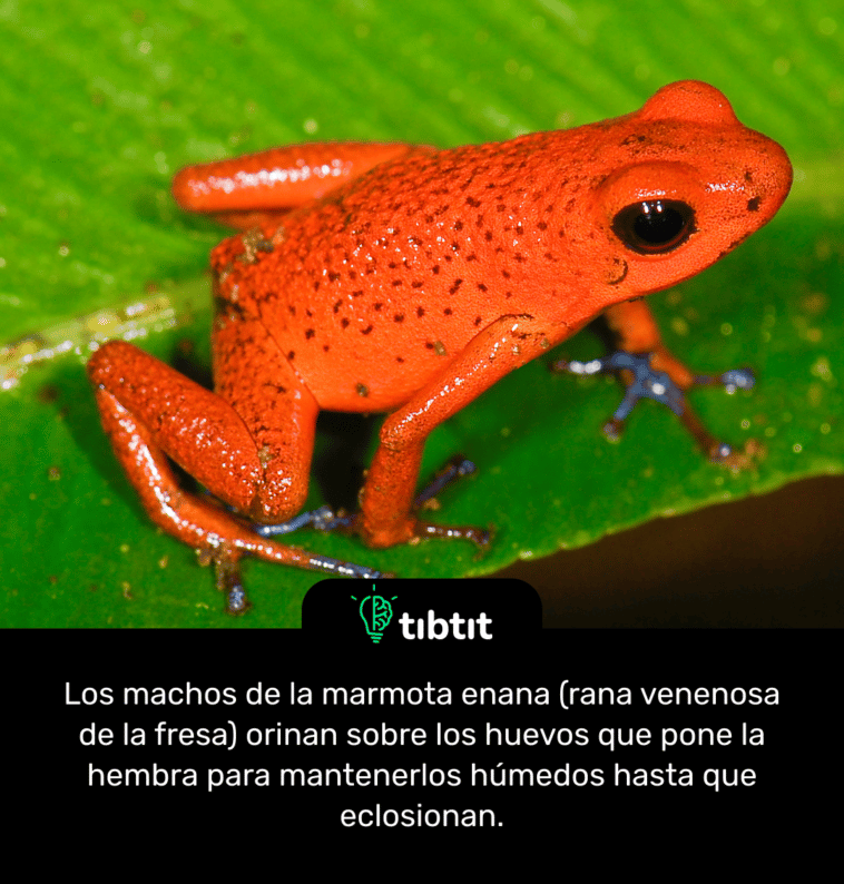 Los machos de la marmota enana (rana venenosa de la fresa) orinan sobre los huevos que pone la hembra para mantenerlos húmedos hasta que eclosionan.