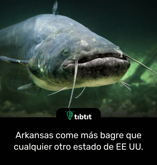 Arkansas come más bagre que cualquier otro estado de EE UU.