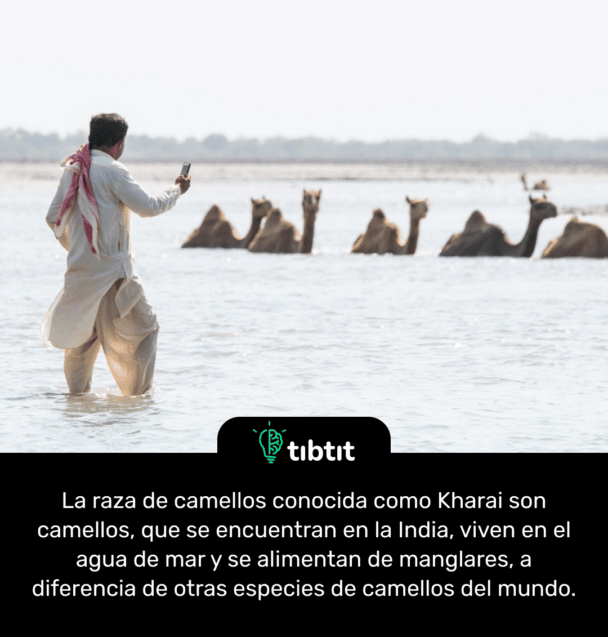 La raza de camellos conocida como Kharai son camellos, que se encuentran en la India, viven en el agua de mar y se alimentan de manglares, a diferencia de otras especies de camellos del mundo.