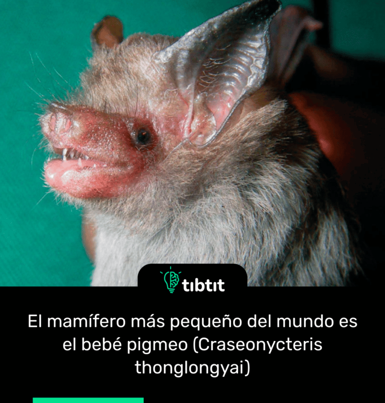 El mamífero más pequeño del mundo es el bebé pigmeo (Craseonycteris thonglongyai)