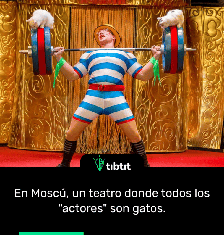 En Moscú, un teatro donde todos los "actores" son gatos.