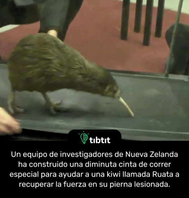 Un equipo de investigadores de Nueva Zelanda ha construido una diminuta cinta de correr especial para ayudar a una kiwi llamada Ruata a recuperar la fuerza en su pierna lesionada.