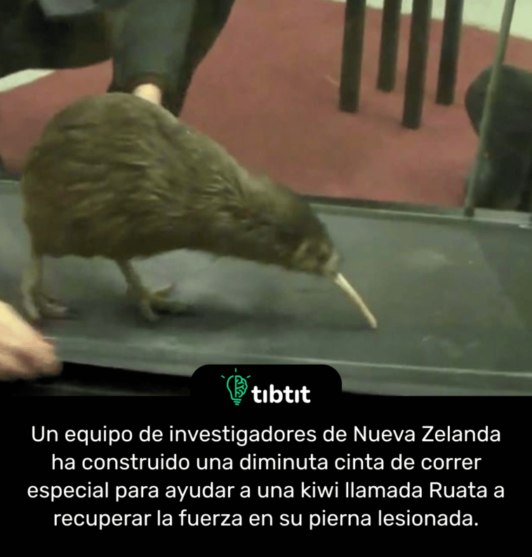 Un equipo de investigadores de Nueva Zelanda ha construido una diminuta cinta de correr especial para ayudar a una kiwi llamada Ruata a recuperar la fuerza en su pierna lesionada.