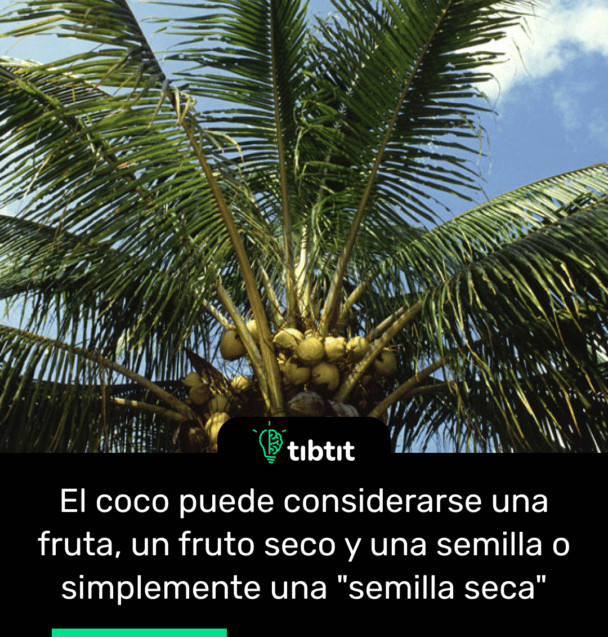 El coco puede considerarse una fruta, un fruto seco y una semilla o simplemente una "semilla seca"