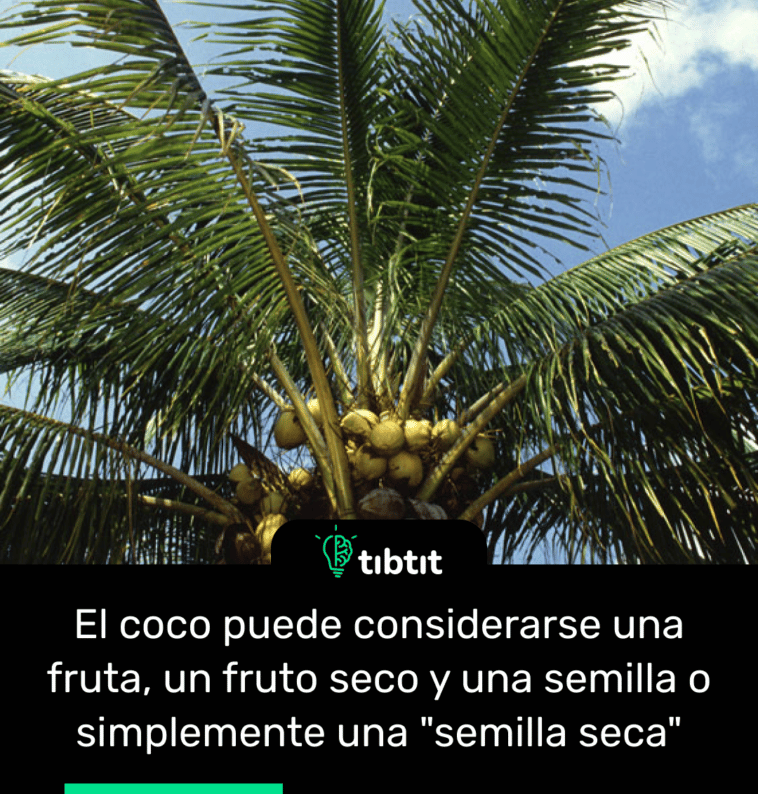 El coco puede considerarse una fruta, un fruto seco y una semilla o simplemente una "semilla seca"
