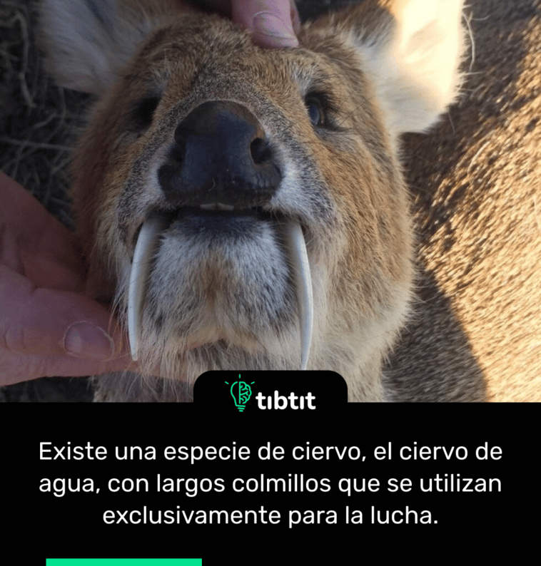 Existe una especie de ciervo, el ciervo de agua, con largos colmillos que se utilizan exclusivamente para la lucha.