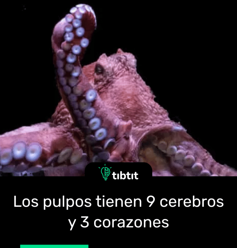 Los pulpos tienen 9 cerebros y 3 corazones