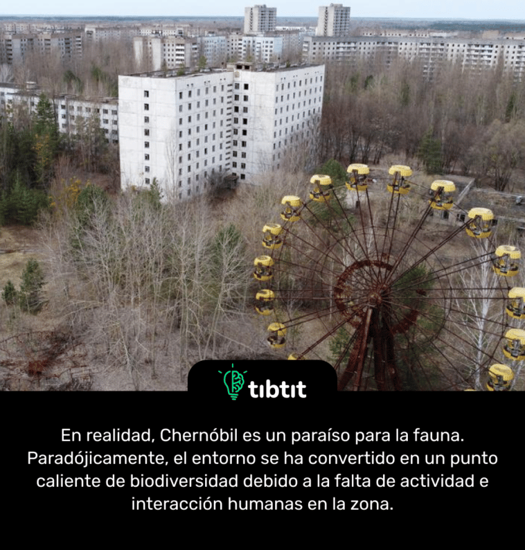 En realidad, Chernóbil es un paraíso para la fauna. Paradójicamente, el entorno se ha convertido en un punto caliente de biodiversidad debido a la falta de actividad e interacción humanas en la zona.