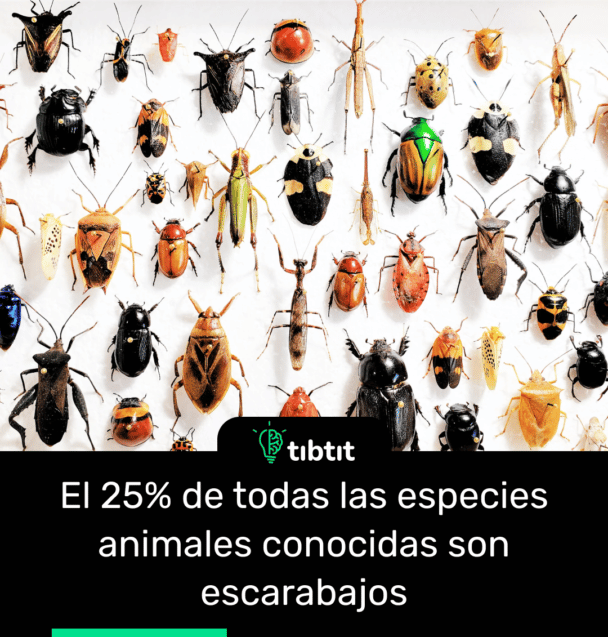El 25% de todas las especies animales conocidas son escarabajos