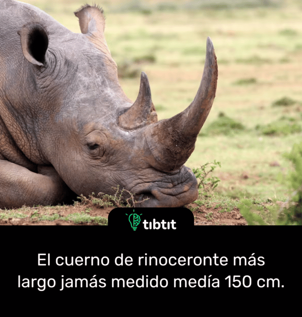 El cuerno de rinoceronte más largo jamás medido medía 150 cm.
