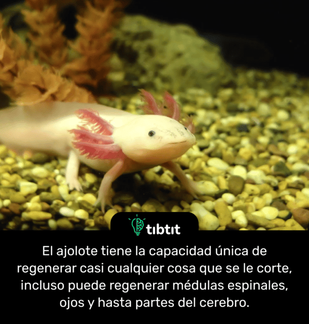 El ajolote tiene la capacidad única de regenerar casi cualquier cosa que se le corte, incluso puede regenerar médulas espinales, ojos y hasta partes del cerebro.