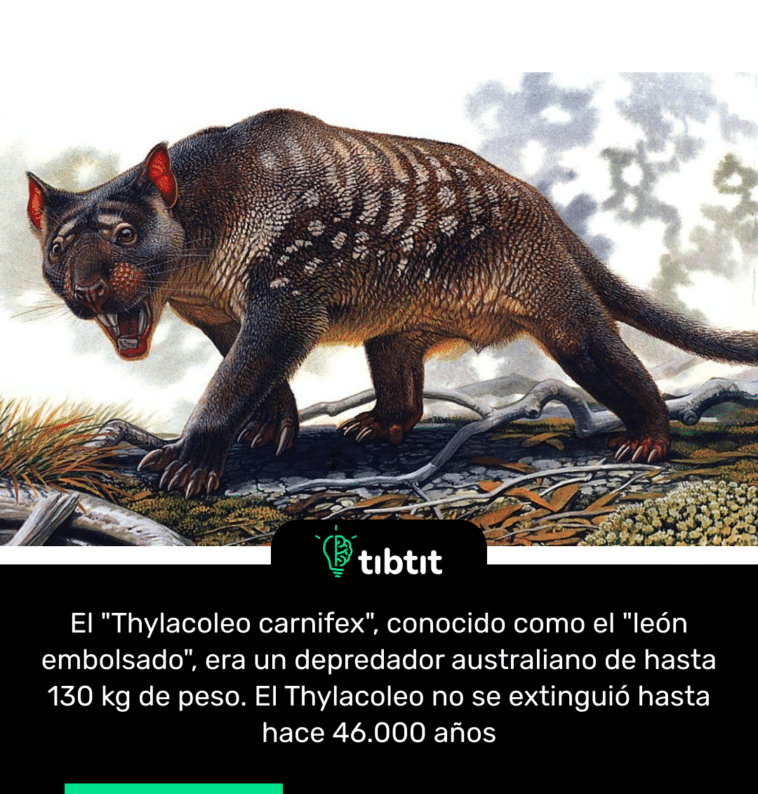 El "Thylacoleo carnifex", conocido como el "león embolsado", era un depredador australiano de hasta 130 kg de peso. El Thylacoleo no se extinguió hasta hace 46.000 años