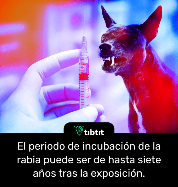El periodo de incubación de la rabia puede ser de hasta siete años tras la exposición.