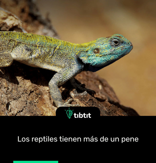 Los reptiles tienen más de un pene