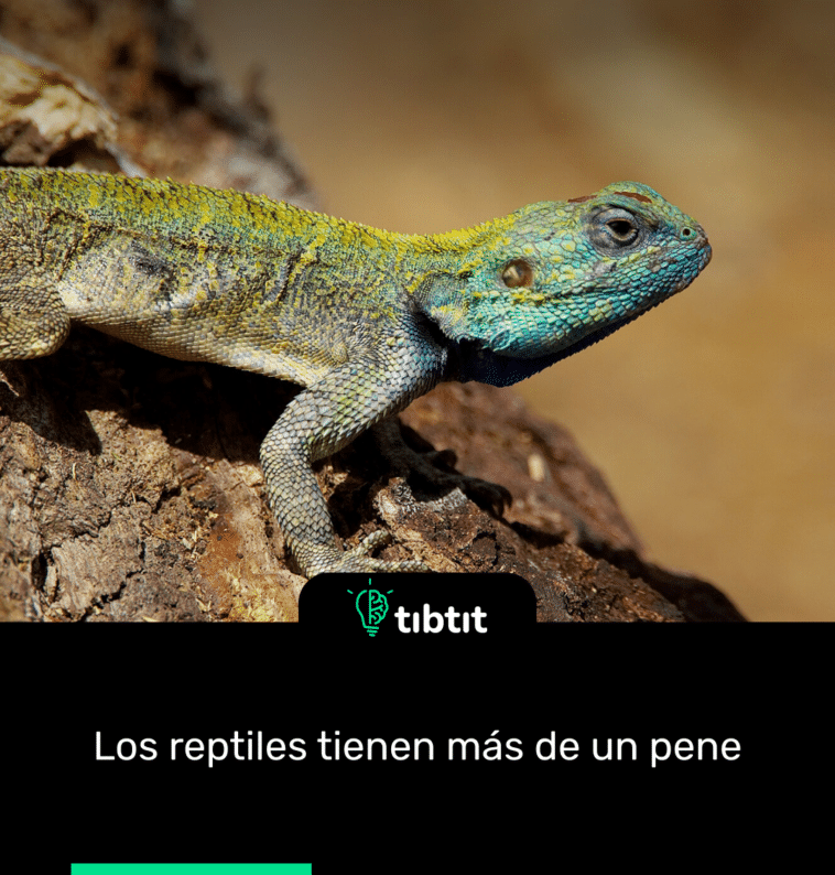 Los reptiles tienen más de un pene